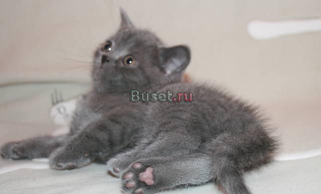 Голубой британский котик Москва