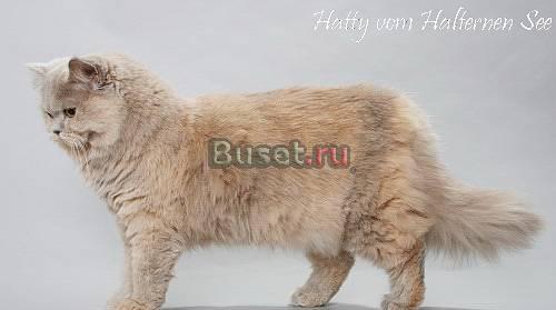 Кот ищет невесту Выборг