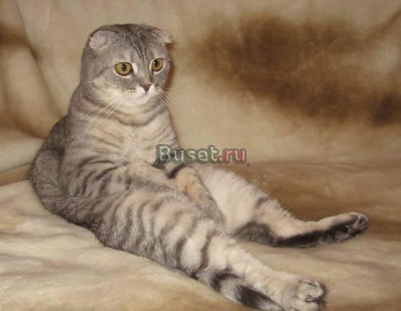Приму в дар шотландского кота Москва