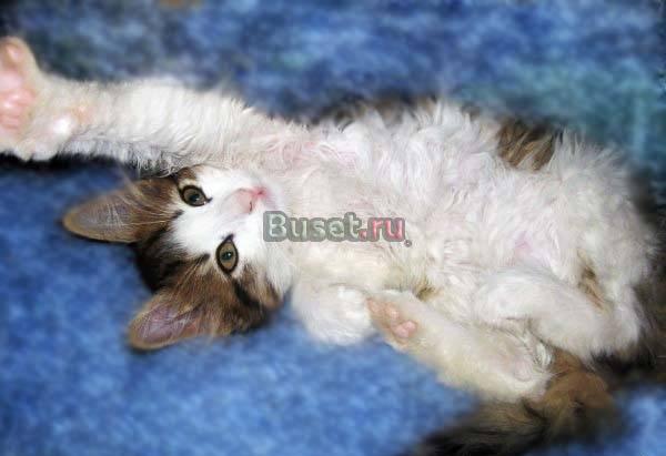 Котенок Стартер в добрые ручки Москва