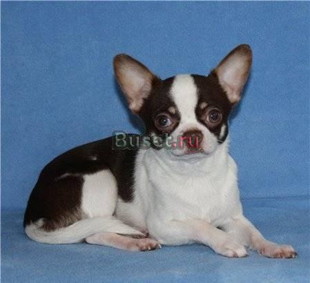 Будет преданным компаньоном и верным другом Санкт-Петербург