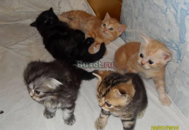 Шотландские котята скоттиш и хайленд Екатеринбург
