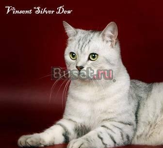 Вязка. Шотландский прямоухий кот на вязку Москва