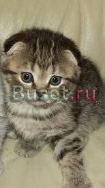 Вислоухая кошечка Москва