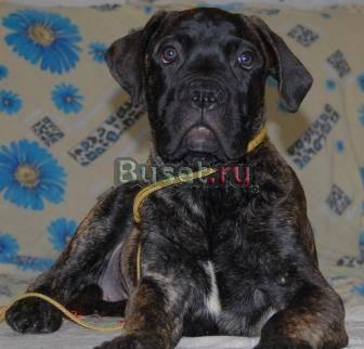 Бульмастиф, щенки, питомник Новосибирск