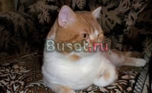 Британский кот красный мрамор на белом Новосибирск