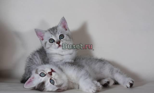 Британские котята серебристые, золотые шиншиллы Одинцово