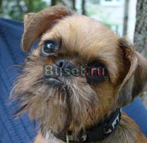 Продаются щенки брюссельского гриффона Санкт-Петербург