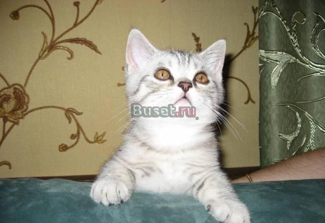 Британский котик 3 мес Москва