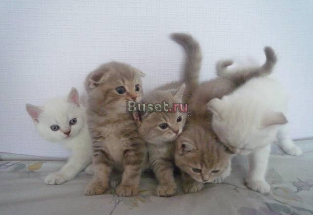 Шотландские котята Челябинск