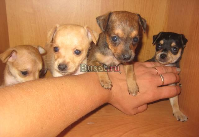 Щенки той-терьера мини Волгоград