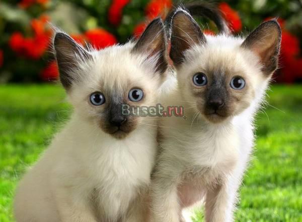 Продаются Тайские котята 3000р Москва
