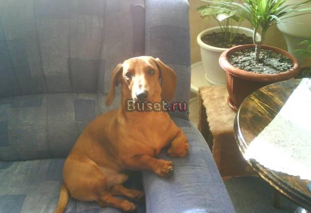 Вязка Новосибирск