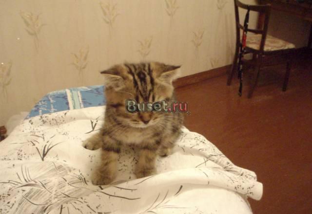 Котятам 2,5 месяца Москва