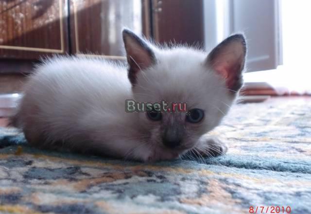 Отдам котенка в хорошие руки, девочка Уфа