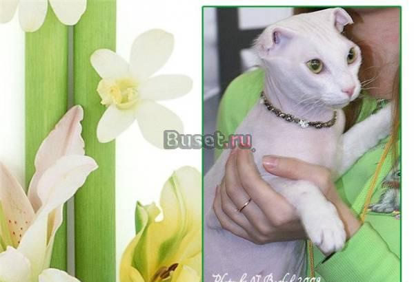 Шикарные коты приглашают на вязки Санкт-Петербург