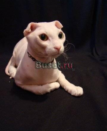 Шикарный кот приглашает на вязки Санкт-Петербург