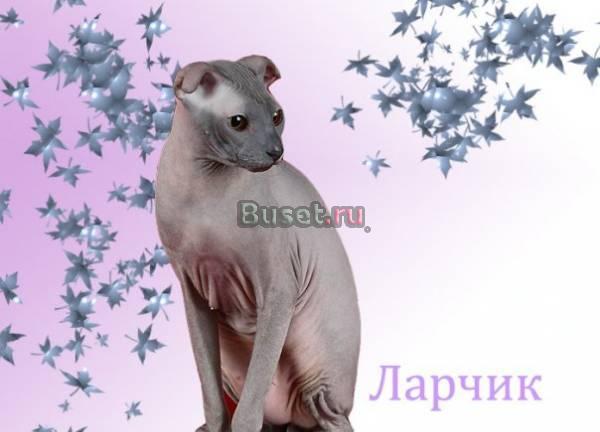 ШИКАРНЫЕ КОТЫ ПРИГЛАШАЮТ НА ВЯЗКИ Санкт-Петербург