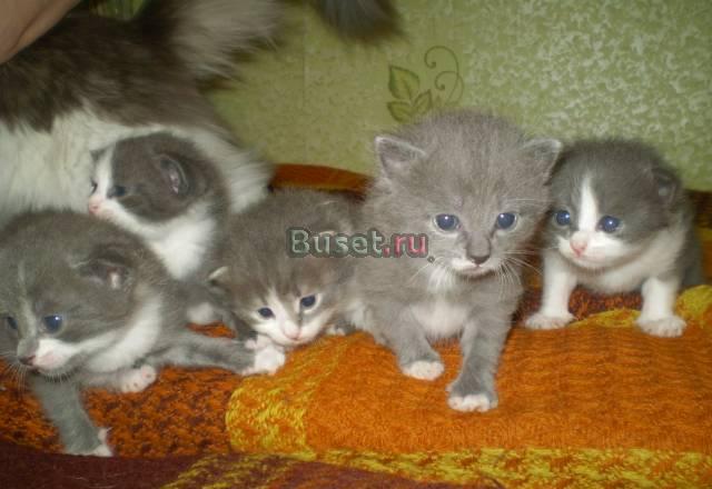 Котята без родословной Челябинск