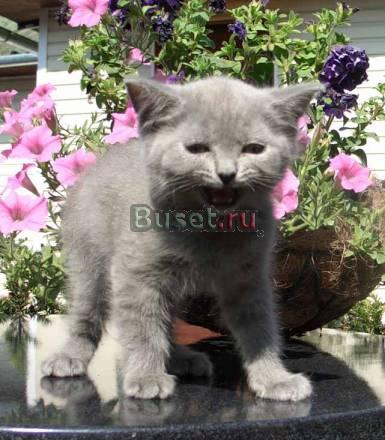 Ласковые, милые британские котята Москва