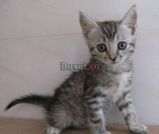 Котята самые лучшие руки Краснодар