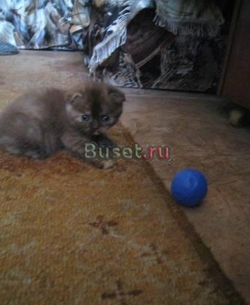 Продается котенок Казань