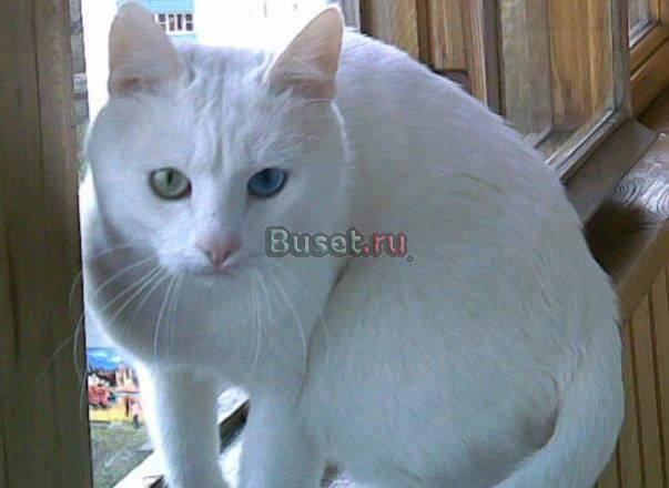 Домашний уход за кошкой Москва