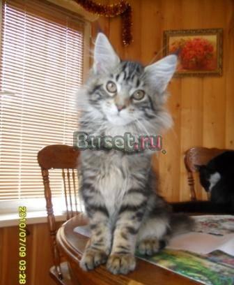 Мейн Кун роскошная девочка в разведение Москва