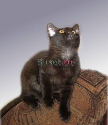 Котёнок в добрые руки Москва