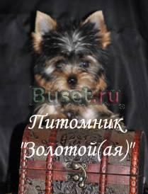 Йорки девочки и мальчики Москва