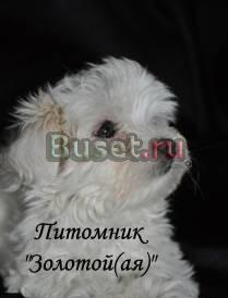 Недорого щенки Мальтезе Москва