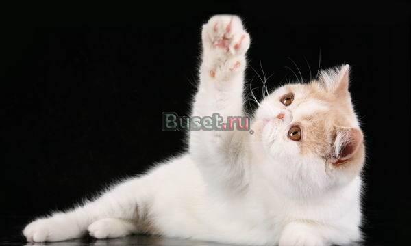 Экзоты и персы питомник hohloma Москва