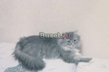 Передержка животных Москва