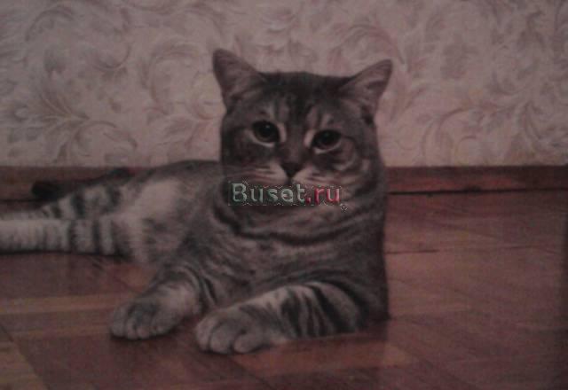 Отдам в добрые руки Москва