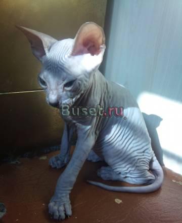 Котенок донского сфинкса Москва