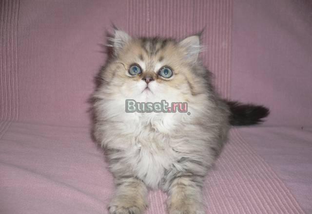 Персидские котята(золотистая шиншилла) Москва