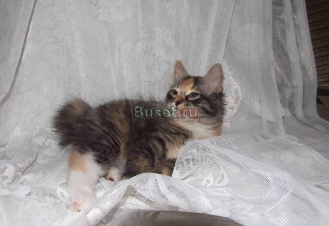 Продажа котят Москва
