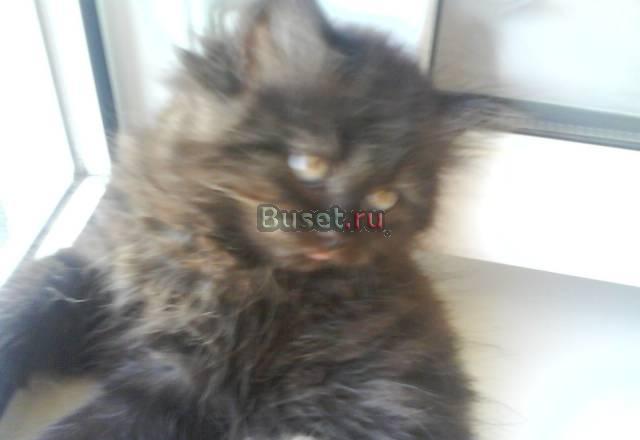Котят персов Саратов