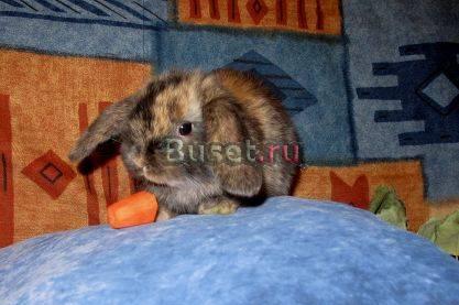 Продаются карликовые крольчата Нижний Новгород