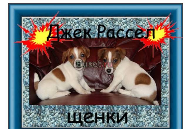 Джек Рассел терьер от 15.000 Москва