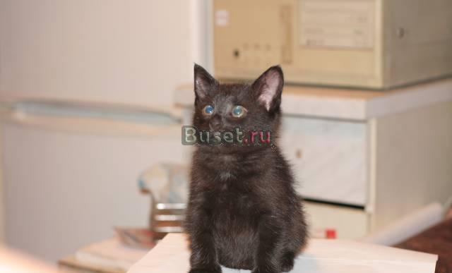 Спасите котенка от ребенка Москва