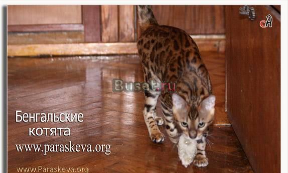 Бенгальские  котята,  бенгальские  кошки Санкт-Петербург