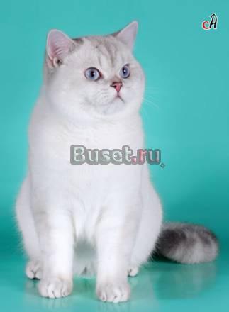 Британские  котята и скотиш-фолды Санкт-Петербург