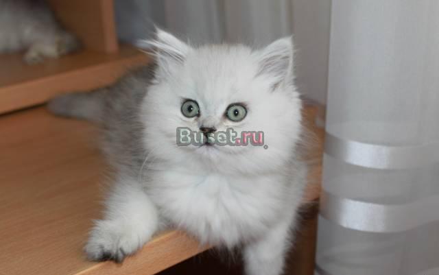 Персидский котёнок,серебристая шиншилла Москва