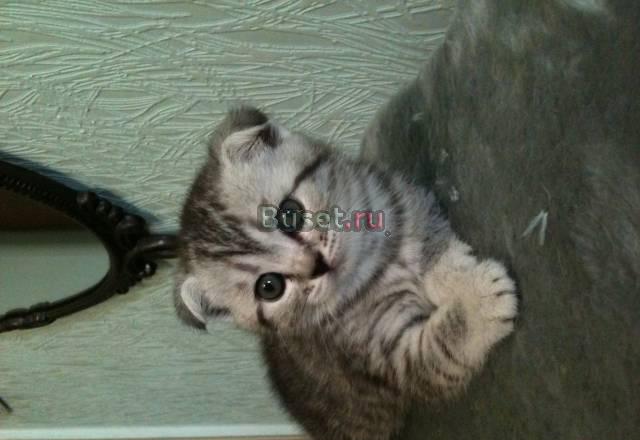Продаются котята Краснодар