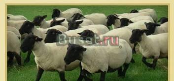 Бараны и ярки породы Suffolk Москва