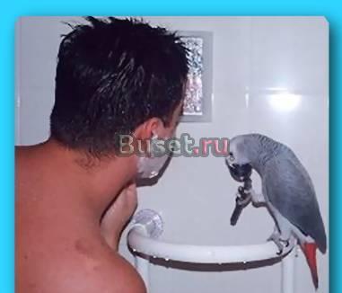 Жако ручной, говорящий Москва