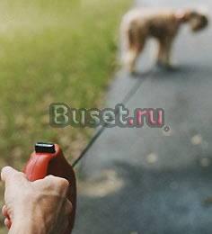 Выгул собак 2 раза в день Видное