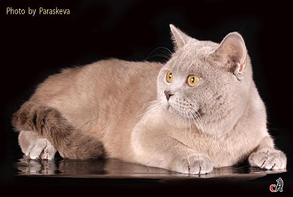 Британские элитные котята! Санкт-Петербург