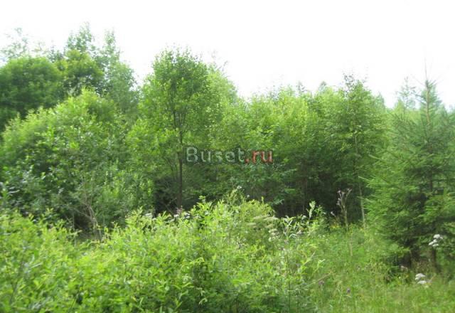 Продается участок у леса 10 соток 90 по Киевскому Москва